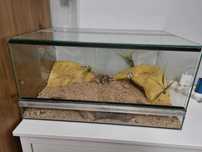 Terrarium dla gekona, węża, żółwia, jaszczurki