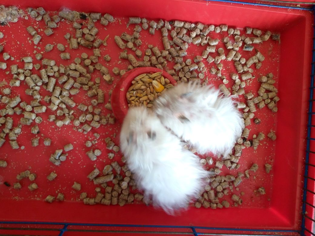 Королевсский хомяк