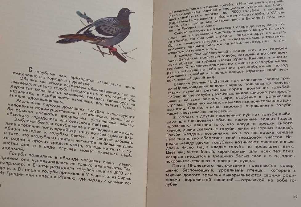 Соколов Любите и охраняйте птиц (1968)