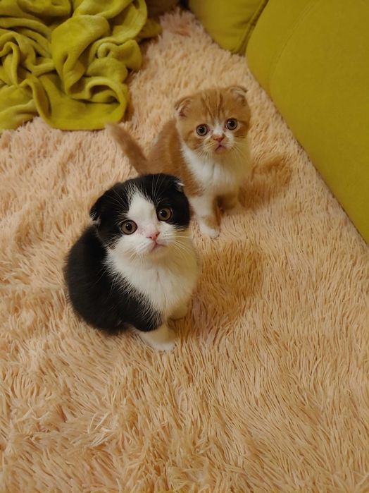 Шотландські кошенята