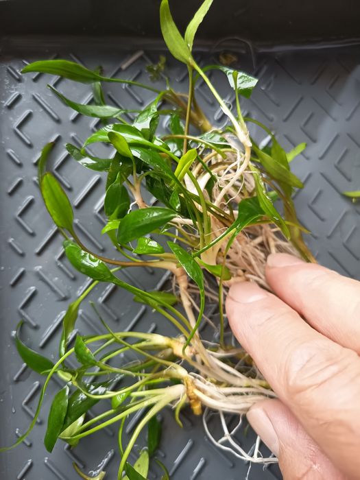 Vendo plantas aquário Cryptochoryne