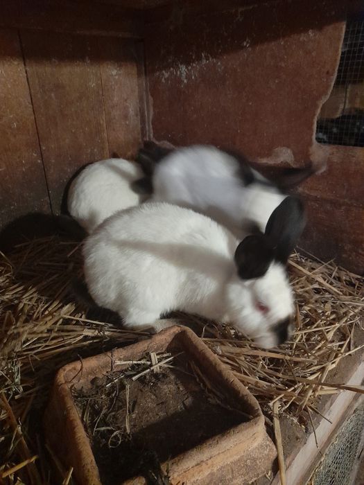 Samce kalifornia mieszane srokacze