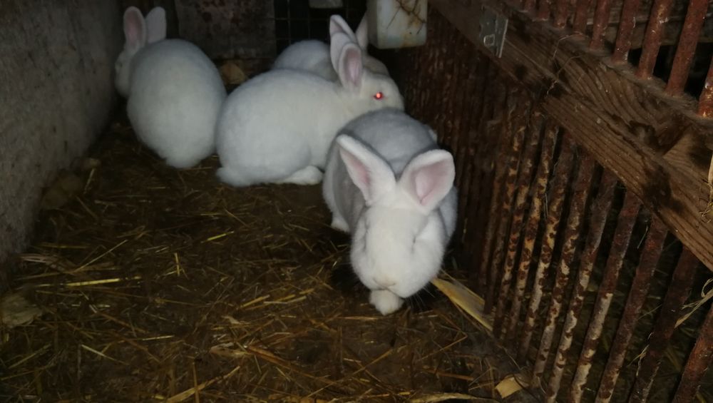 Nowozelandzkie białe mlode