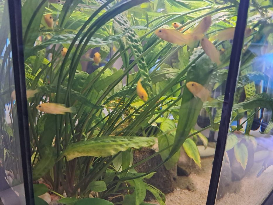 Pyszczaki Labidochromis caeruleus yellow Malawi