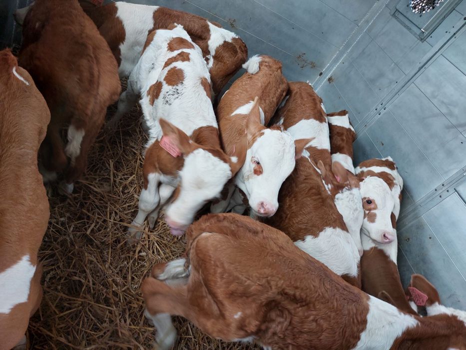 Cielęta Cielaki Byczki