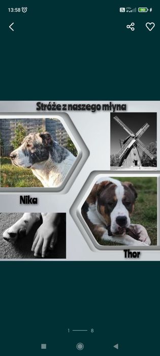 Owczarek srodkowoazjatycki