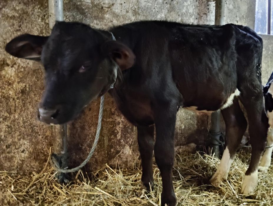 Cielak byczek bydło