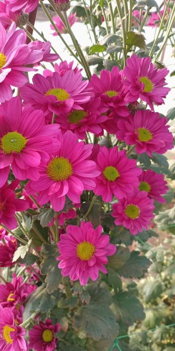 Продам маточник хризантем