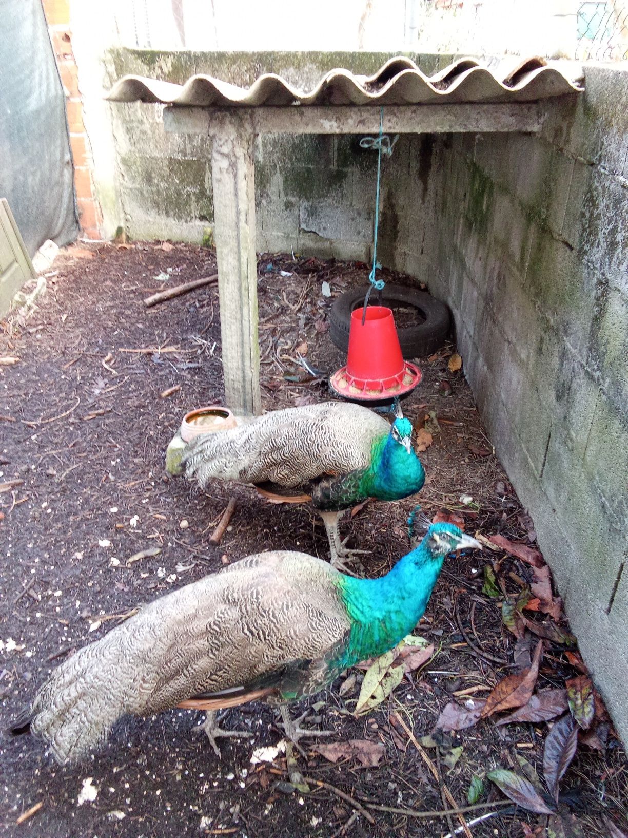 2 pavões machosS