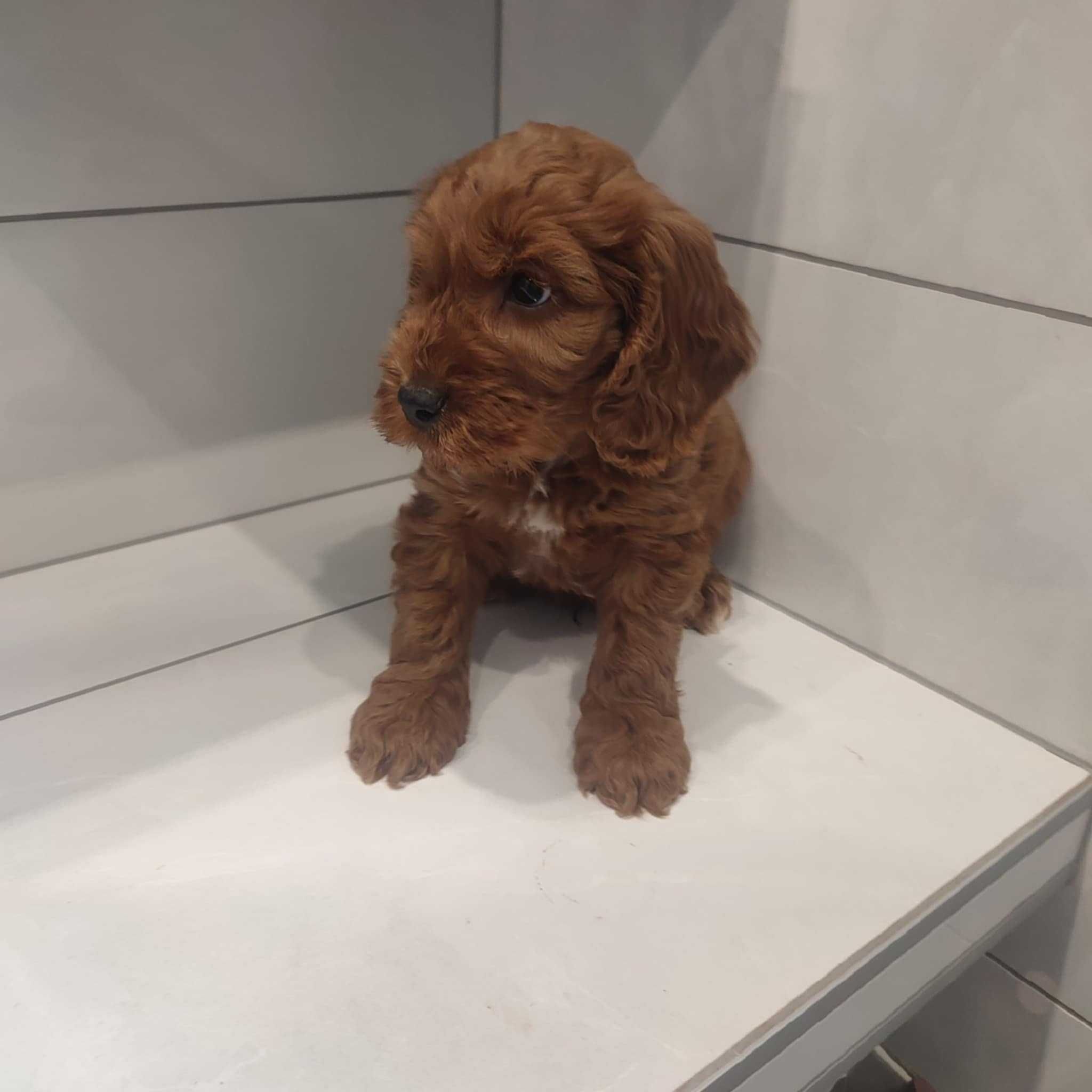 Cockapoo > Cocker & Pudel > hybryda /badania .