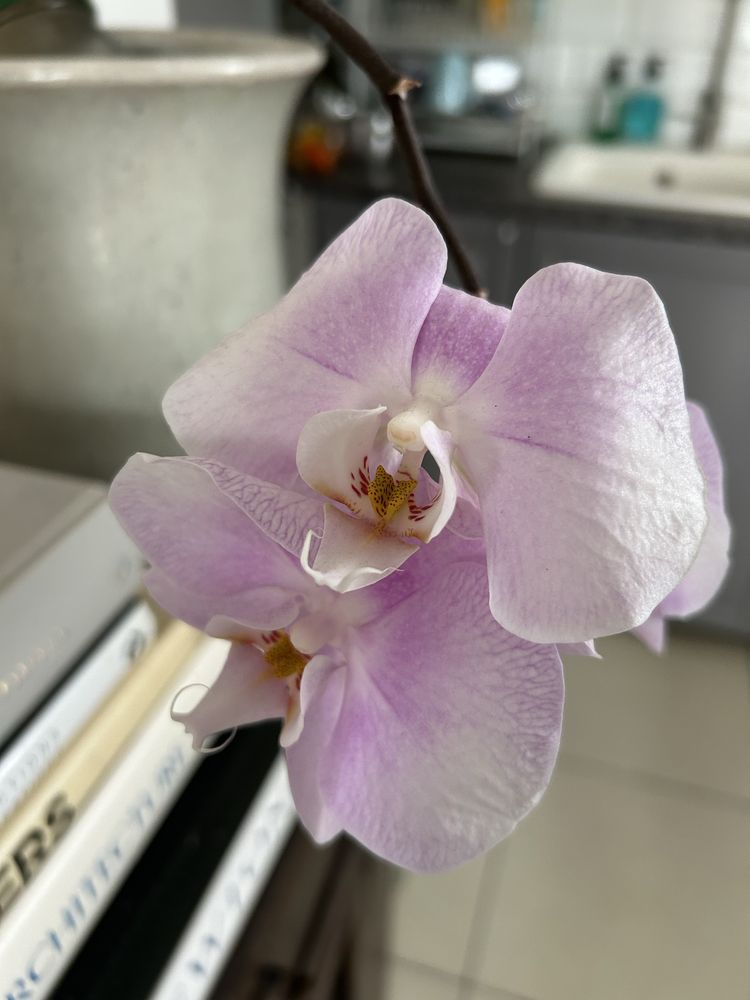 Storczyk orchidea z doniczkă