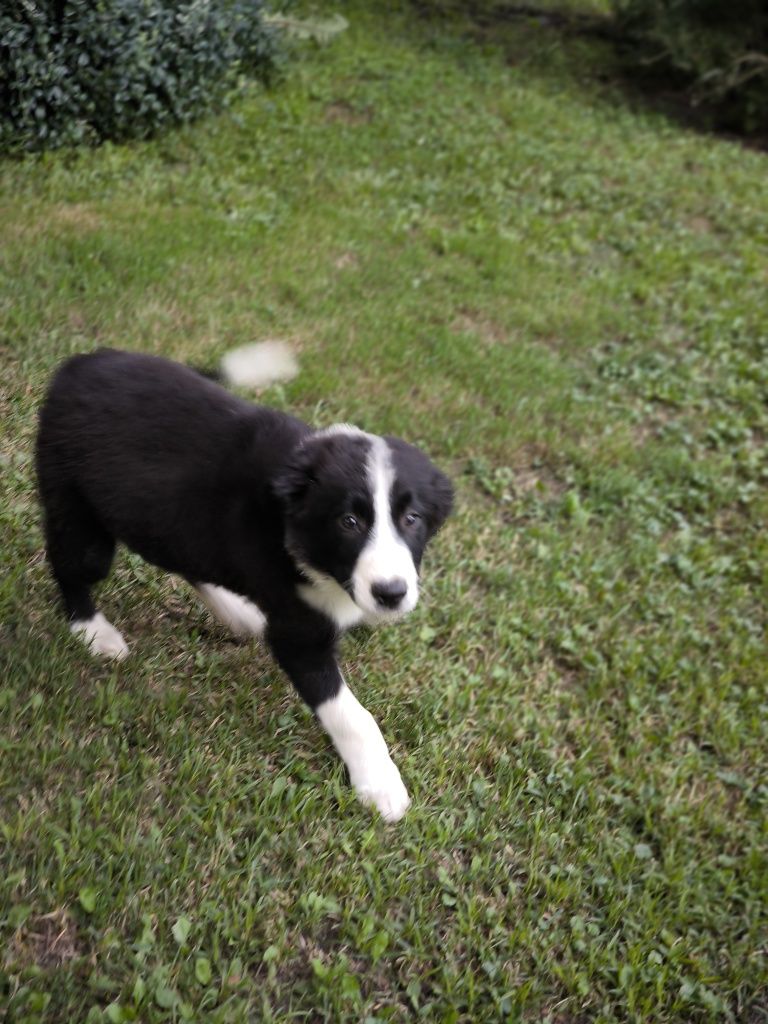 Border collie ZKWP FCI piesek