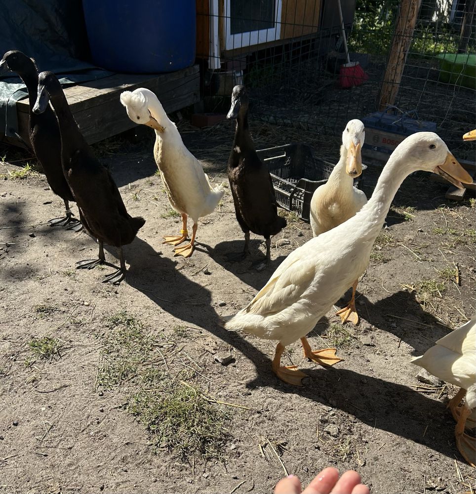 Biegusy biale i szmaragdowe