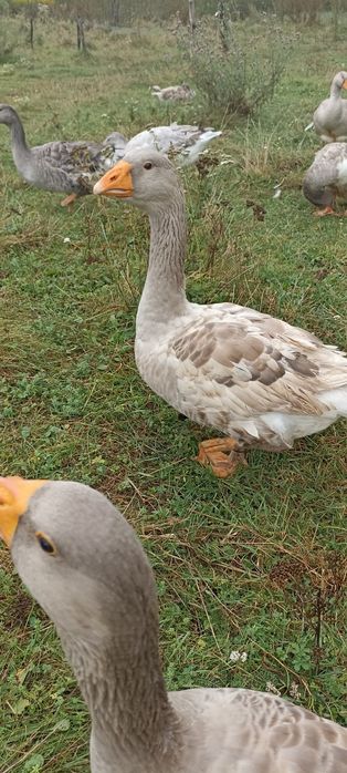 Гуси бійцеві прямоносі