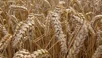 Ячмень Пшеница, тюки