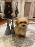 Maltipoo maltańczyk & pudel toy pies