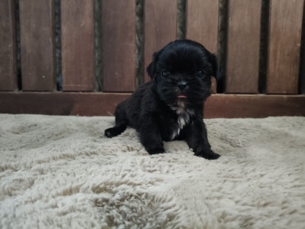 Shih Tzu pretinho