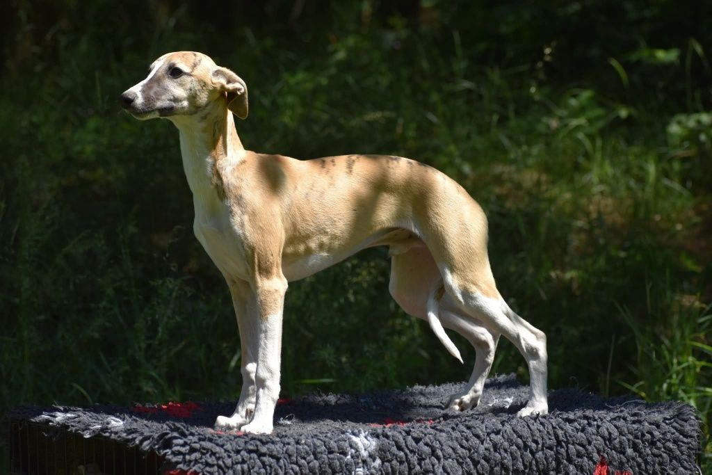 Chart angielski whippet - pies FCI/ZKwP