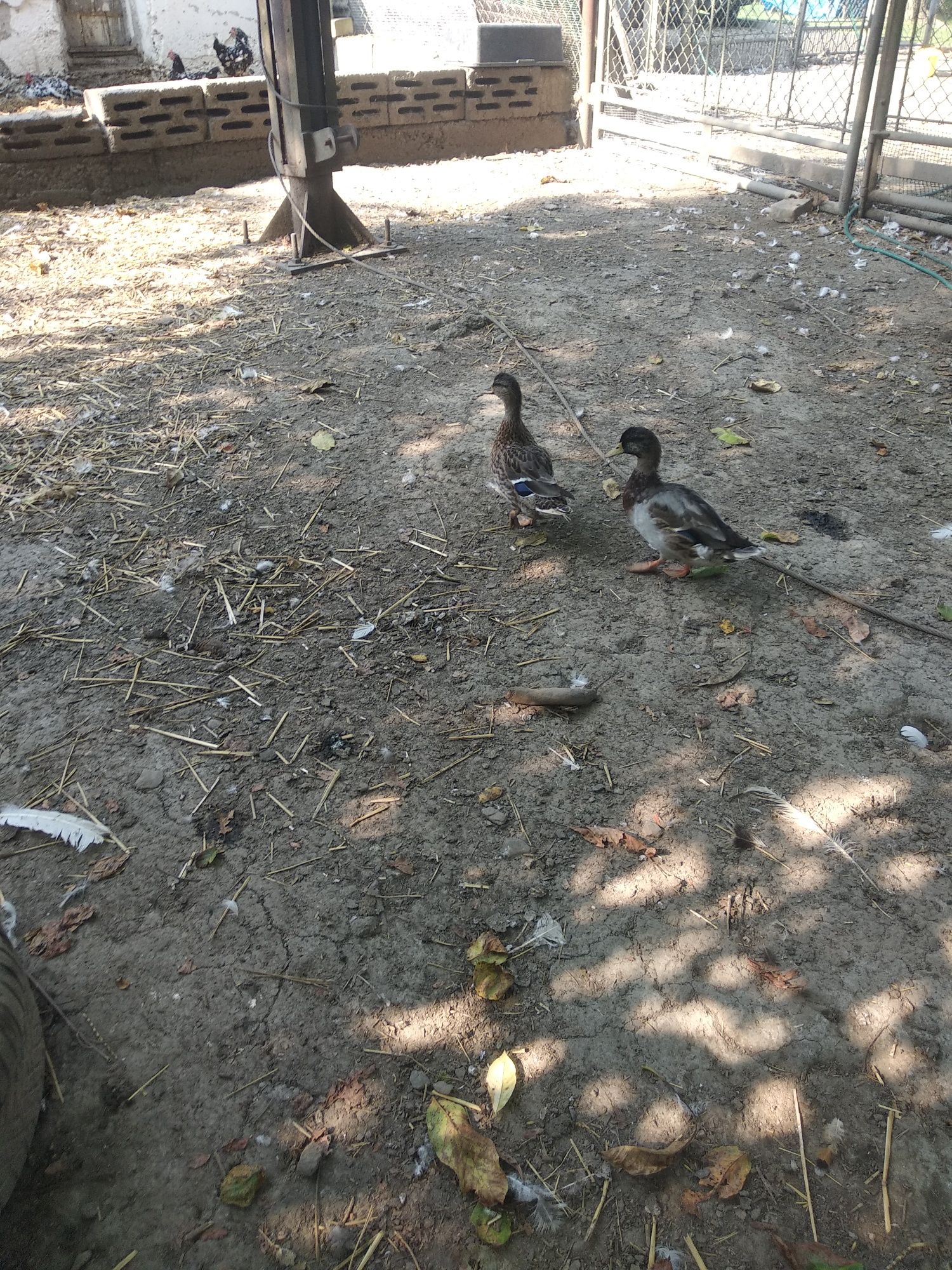 Gęsi chołmogory,kaczorki call duck, biegusy