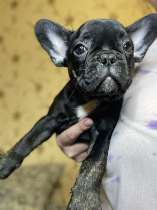 Продам щенков  французского бульдога