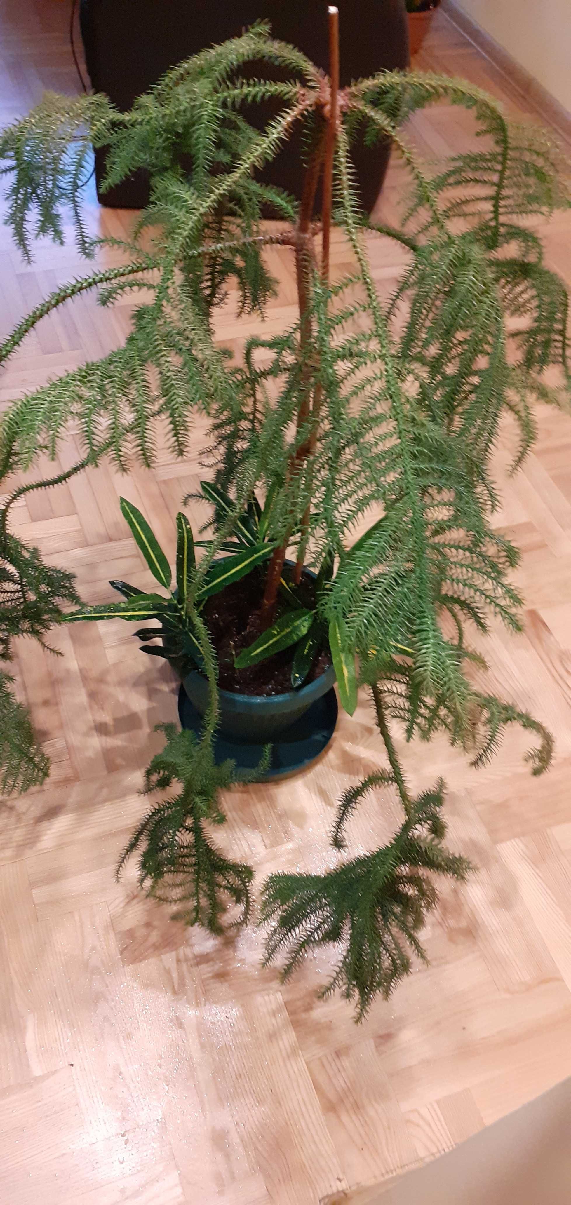 araucaria Warszawa