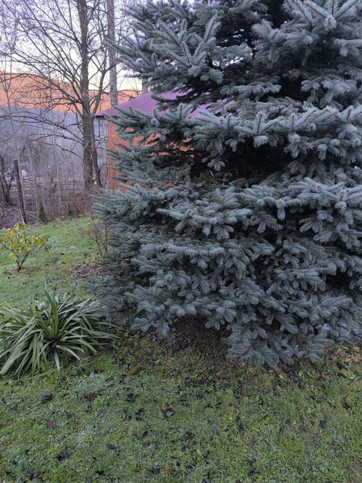 Gałązki z Jodły Kaukaskiej Stroisz