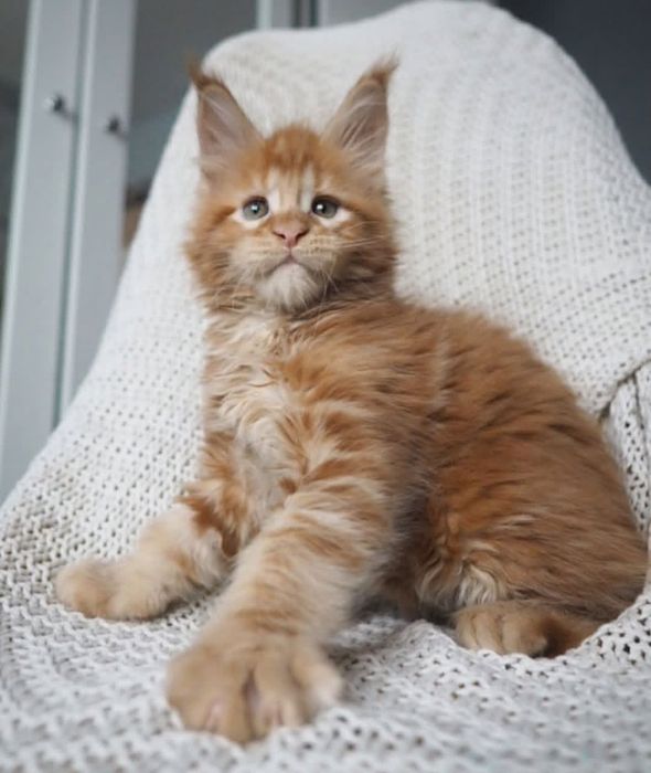 Кошенята породи Мейнкун