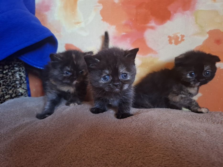 Кошенята шукають собі дім