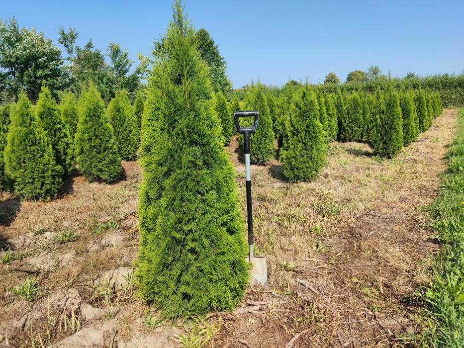 Tuje Szmaragd Wysokie 1,6 m 2m 2,2m 2,4m ŚLĄSK dostawa gratis  SADZIMY