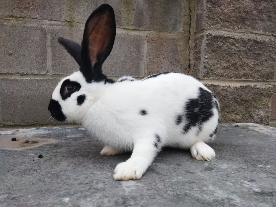 Кролі НСВ молоді самці