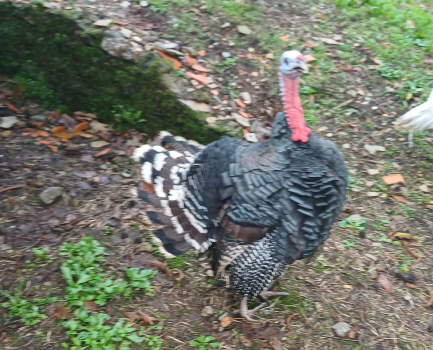 Peru macho, nacido este ano.