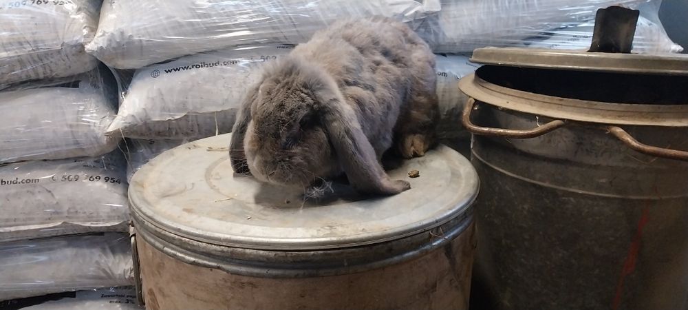 Sprzedam samca barana francuskiego