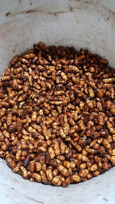 Тигровий горіх, чуфа.