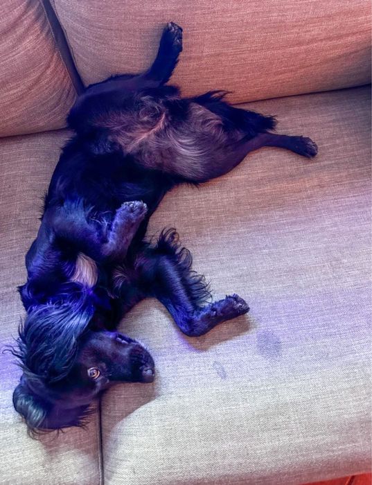 Adoção Responsável - Cadela