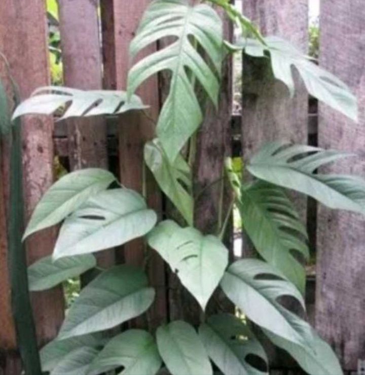 Монстера Silver Leaf. Epipremnum  cebu blue.