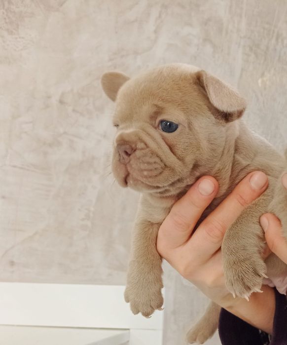 Buldogue Francês Lilac ,azul isabella para reserva