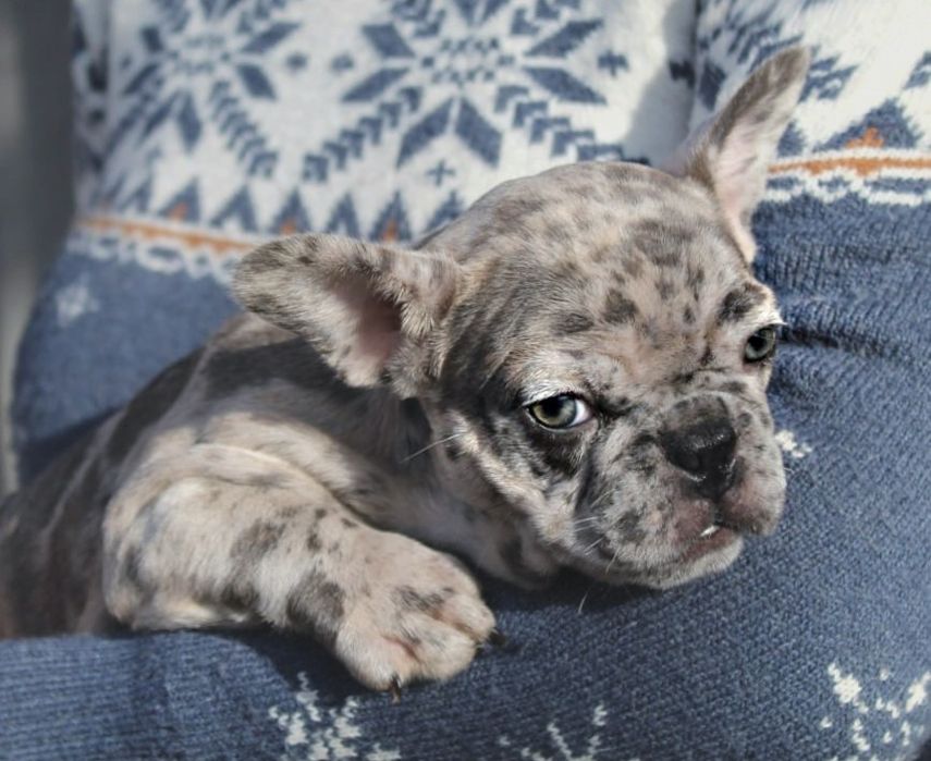 Розкішні французики