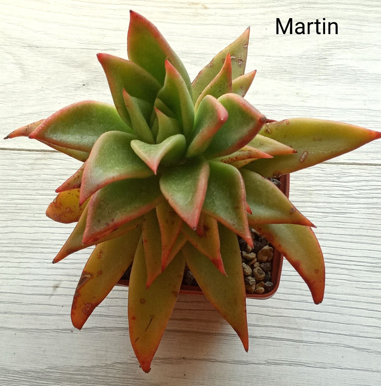 Эхеверия. (Echeveria)