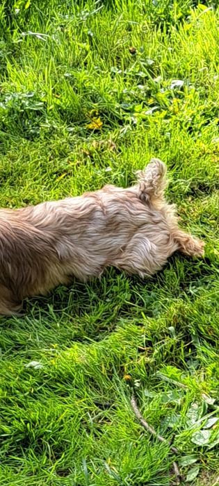 Dorosła suczka czekoladowa Shih Tzu