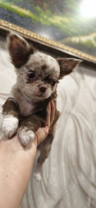 Шикарний хлопчик чихуашик.к