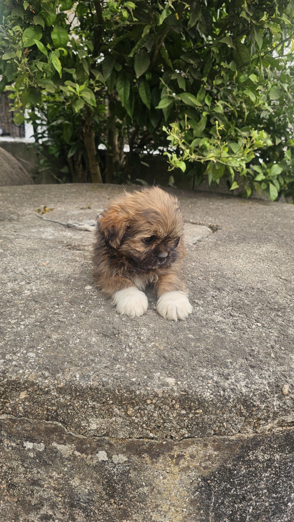 Shih tzu fêmea macho