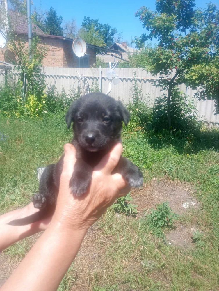 Безкоштовно Німецька вівчарка . 1 місяц