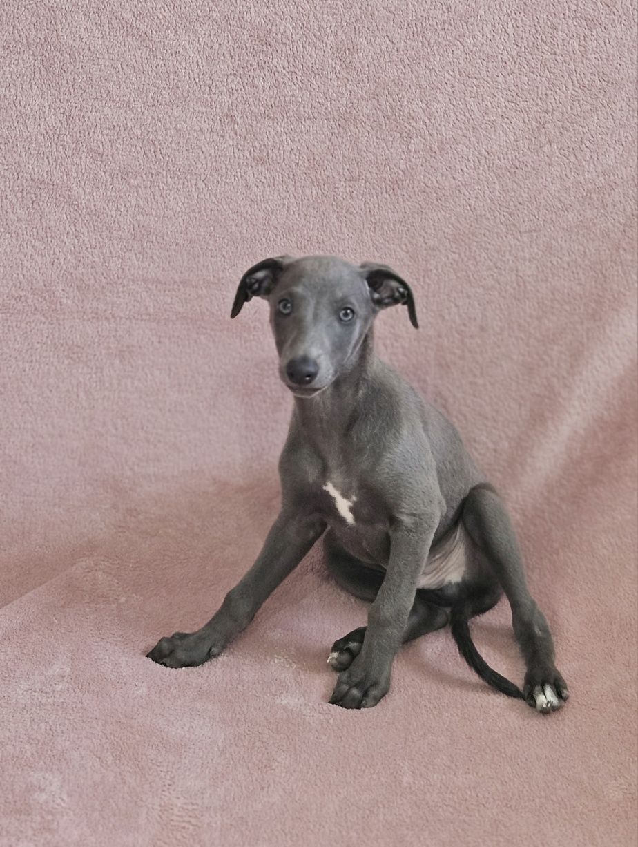 Chart angielski whippet piesek-Filipek