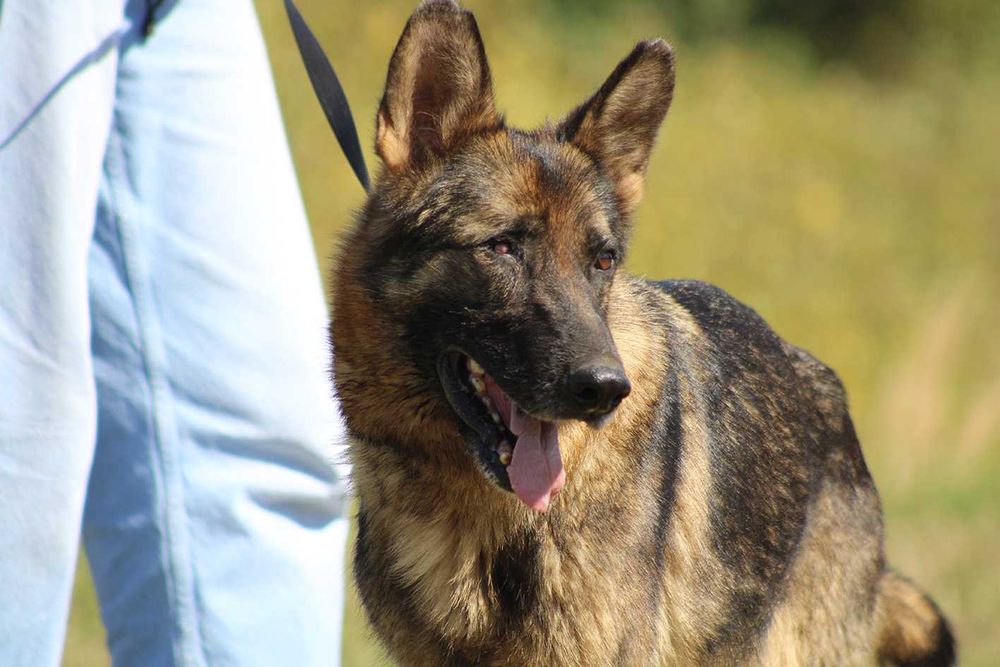 DAKOTA pies owczarek niemiecki do adopcji suczka kochana łagodna