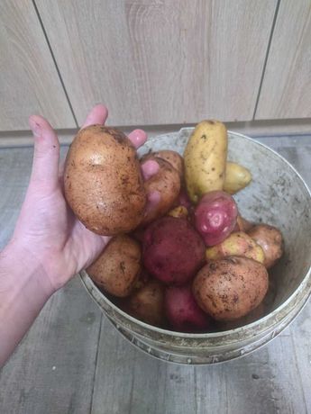 Продаж картоплі. (Беллароза + Пікассо). Кагарлик