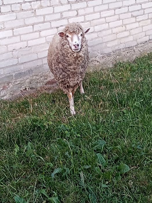 Zamienie owcę na inną