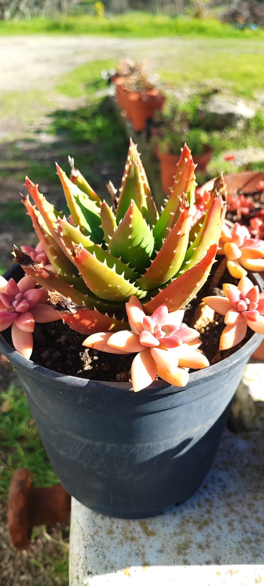 Planta suculenta