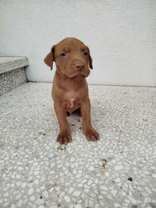 Pit Bull Red Nose Szczeniak
