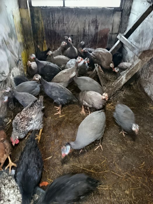 Молодняк цесарок.