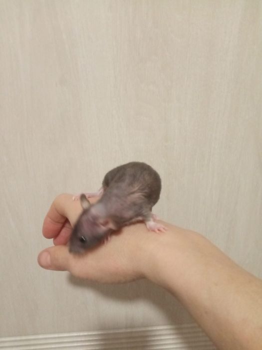 сфинкс крыска лысая крыса ручной теплый крысенок в Харькове купить